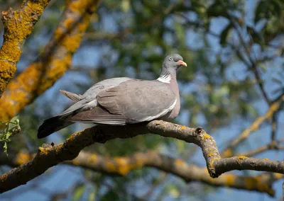 Вяхирь (Columba palumbus)