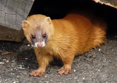 Хорек Сибирский В Лесу Mustela Sibirica Прячется Для Охоты — стоковые  фотографии и другие картинки Черноногий хорёк - iStock