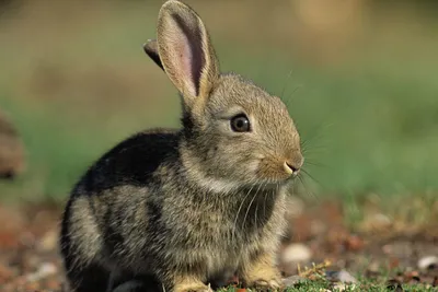 Европейский Дикий Кролик (Oryctolagus Cuniculus) В Прекрасном Окружении  Зеленой Растительности С Белыми Цветами Фотография, картинки, изображения и  сток-фотография без роялти. Image 50767693