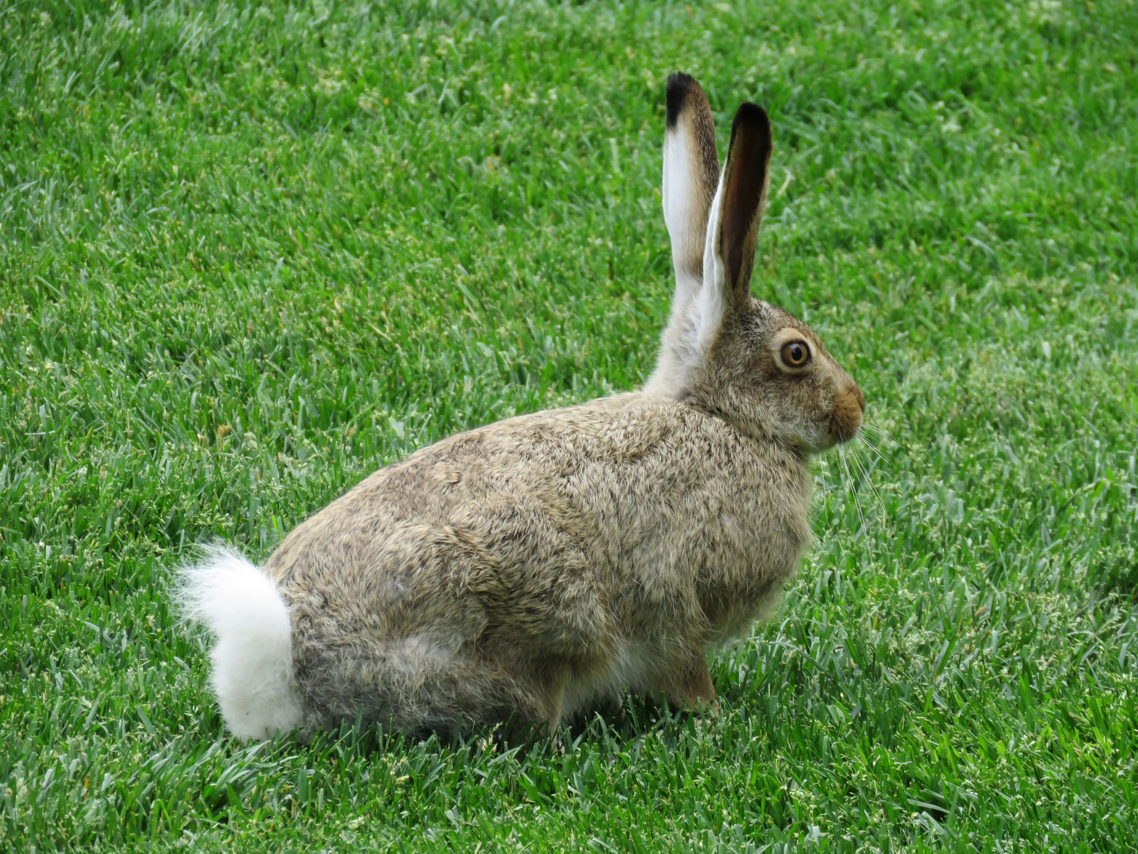 Ardor rabbit. Заяц хваста. Хвост кролика. Хвостик зайца. Хвостик кролика.