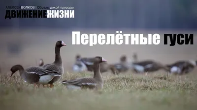 Дикие серые гуси лаг на берегу реки в селе Horning Норфолк Стоковое  Изображение - изображение насчитывающей ангстрома, вахта: 175027823