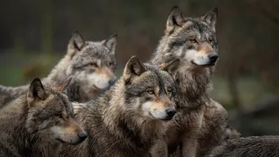 Петиция · Защитим российских волков! Волк нам не враг. · Change.org