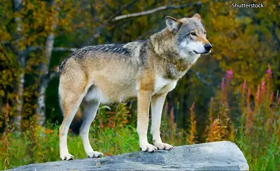 В Смоленской области волки перестали охотиться на диких животных: как это  объясняют биологи - «Экология России»