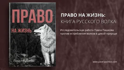 Минприроды: Экологического бедствия из-за отсутствия волков под Тамбовом  нет - Российская газета