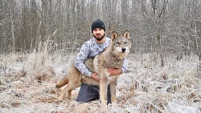 Живописный Вид Диких Волков Природу стоковое фото ©PantherMediaSeller  340170750