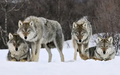 В Хорватии значительно увеличилась популяция волков | Пикабу