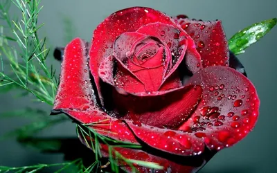 Розы супер красивые - 68 фото