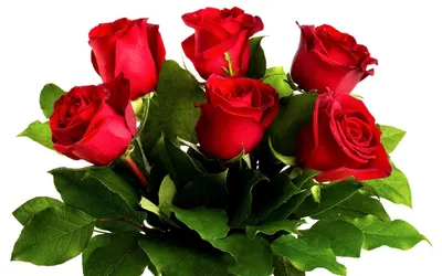 Красивые розы на прозрачном фоне (70 фото) »