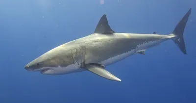 Два самца белой акулы проплыли 6500 километров почти синхронно. Обычно  представители этого вида мигрируют в одиночку