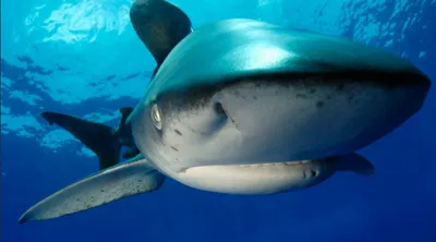 Самая опасная акула по версии Жака Ива Кусто | Givotniymir.ru | Дзен