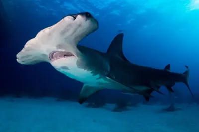 Познакомьтесь с 10 акулами крупнее белой акулы | УДИВИТЕЛЬНОЕ РЯДОМ | Дзен