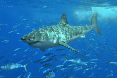 Полет большой белой акулы » uCrazy.ru - Источник Хорошего Настроения