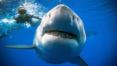 Видео с нападением белой акулы набрало сотни тысяч просмотров - Российская  газета
