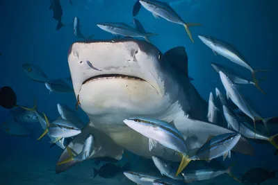 Селфи с гигантской белой акулой | Euronews