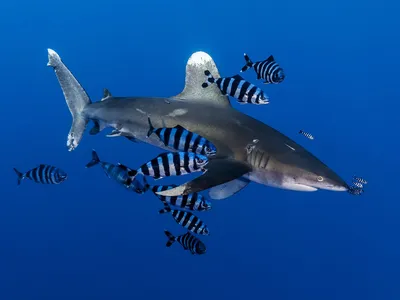 На Филиппинах турист чуть не попал в пасть тигровой акулы (ВИДЕО): читать  на Golos.ua