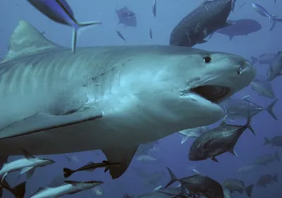 Фото: дайверы в компании большой белой акулы - BBC News Русская служба