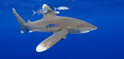 Тигровая акула — Википедия