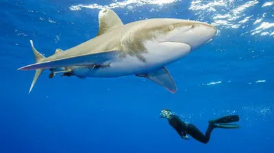 Где обитают самые опасные в мире акулы? ТОП-10, от которых человеку стоит  держаться подальше: smapse — LiveJournal
