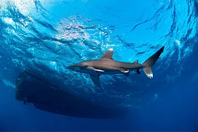 Длиннокрылая акула: 9 интересных фактов из жизни лонгимануса | Приключения  натуралиста | Дзен
