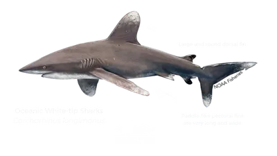 Отличный вид спереди 3d белой акулы представляет изолированные на белом  Стоковое Фото - иллюстрации насчитывающей камера, рыбы: 210048056