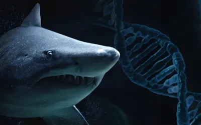 Большая иллюстрация сцены 3D белой акулы Иллюстрация штока - иллюстрации  насчитывающей развилки, бело: 135097724