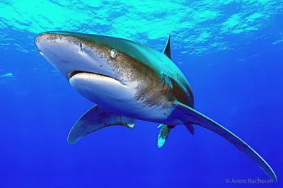 Длиннокрылая акула | Lexa Gangubas | Дзен