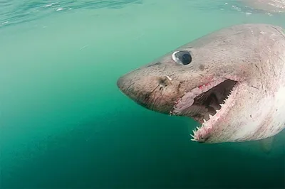 Какие акулы водятся в Красном море Египта и что нужно о них знать