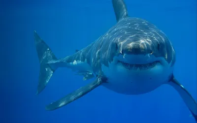 Оскал белой акулы» — создано в Шедевруме