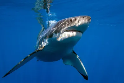 Океаническая длиннокрылая акула (Carcharhinus longimanus)