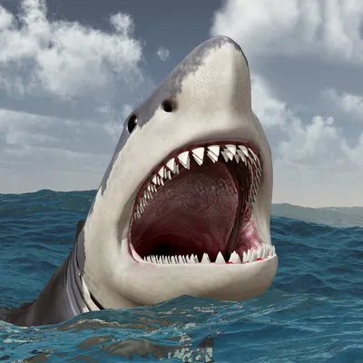 Лососёвая акула: Родственница белой акулы с Дальнего Востока.