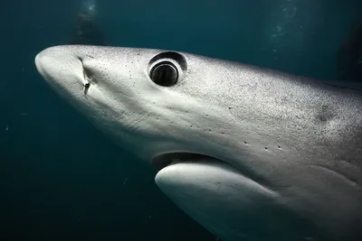 Длинноплавниковая акула, подробно о живородящей акуле | Мур ТВ