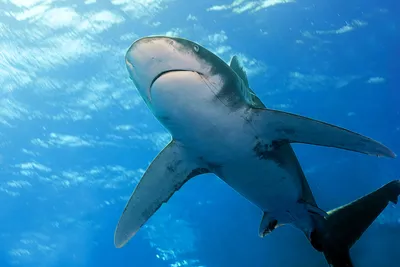 Длиннокрылая акула: 9 интересных фактов из жизни лонгимануса | Приключения  натуралиста | Дзен