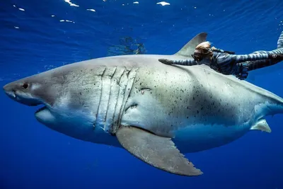 Интересные факты о больших белых акулах🎖️Apex Shark Expeditions