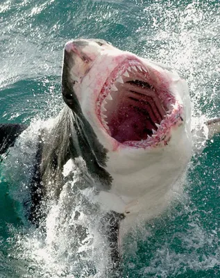 Нападение тигровой акулы на человека…» — создано в Шедевруме