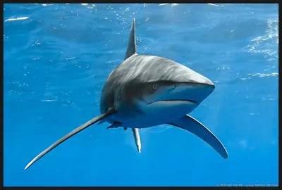 Длиннокрылая акула (лат. Carcharhinus longimanus)