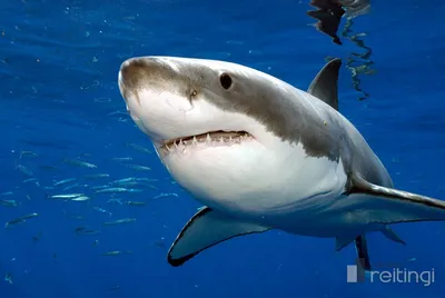 Большая белая акула | Факты о акулах | Дзен