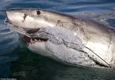 Лососёвая акула: Родственница белой акулы с Дальнего Востока. Теплокровная  и живородящая роковая красотка | Пикабу
