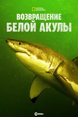 Большое нападение белой акулы Иллюстрация штока - иллюстрации насчитывающей  мамонтово, ребра: 106224940
