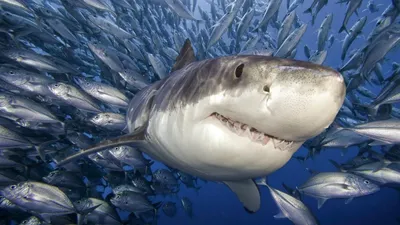Австралийца оштрафовали на 18 тысяч долларов за жестокое убийство белой  акулы - Природа, экология - Latvijas reitingi