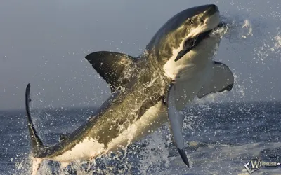 Большой Frontal белой акулы Стоковое Изображение - изображение  насчитывающей огромно, вода: 33239565