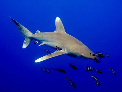 От частых контактов с людьми акулы становятся крупнее и злее