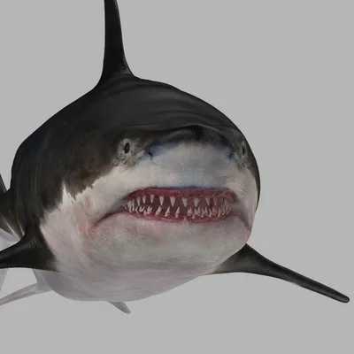 Интересные снимки большой белой акулы | Пикабу