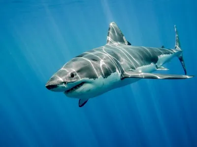 Смотреть фильм Возвращение белой акулы онлайн бесплатно в хорошем качестве