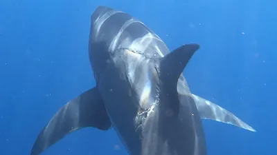 В сети показали украинца-смельчака, который спас туристку от белой акулы -  24 Канал