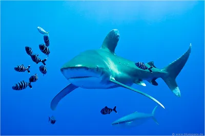 Длиннокрылая океаническая акула (лат. Carcharhinus longimanus) – Интересные  животные