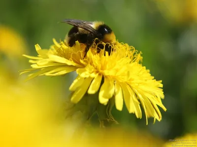 Пчела на одуванчике - скачать обои цветов, картинки на рабочий стол  бесплатно