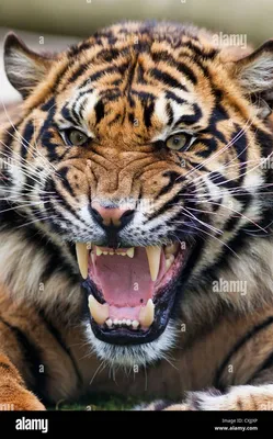 Pin by Щербина Дмитрий on Tiger photos | Big cat species, Black jaguar  animal, Wild animal wallpaper