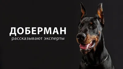 Доберман: описание и характеристика породы, фото и цена щенков