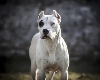 Аргентинский дог (Dogo Argentino) - порода умная, смелая, сильная и  бесстрашная. Отзывы, фото и описание собаки.