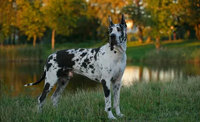 Немецкий дог: фото, описание породы, содержание, уход, характер и цена  собаки
